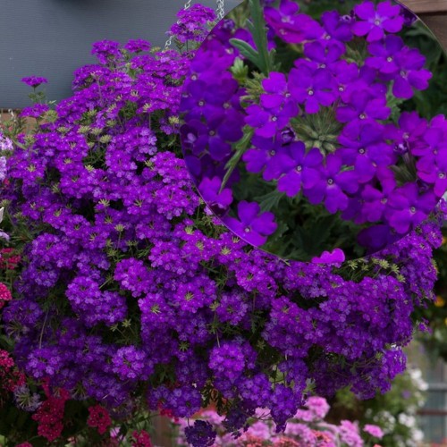 Verbena 'VEPITA Midnight' - Aed-raudürt 'VEPITA Midnight' P9/0,55L